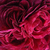 Vijolična - Galska vrtnica - Charles de Mills